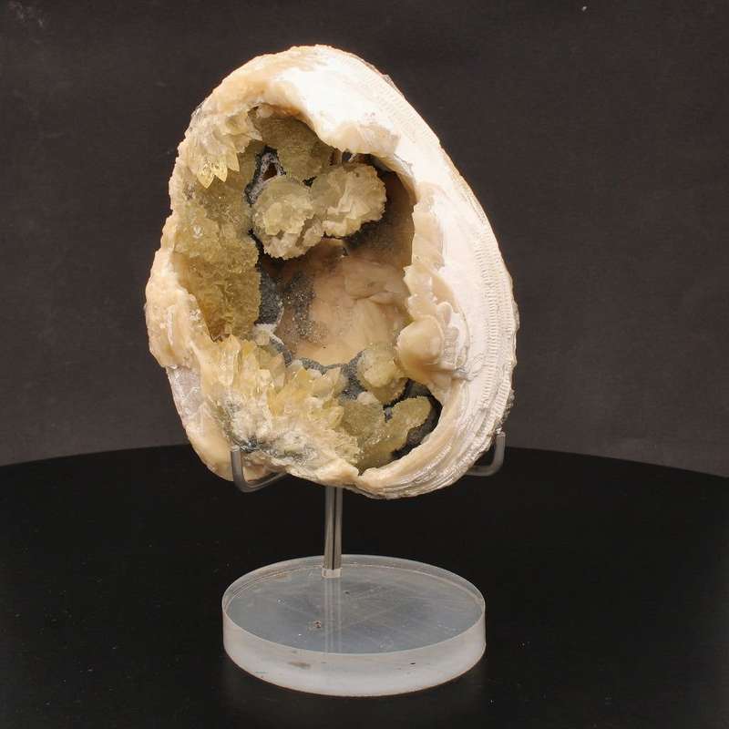 Rare Mercenaria Permagna Clam Fossil