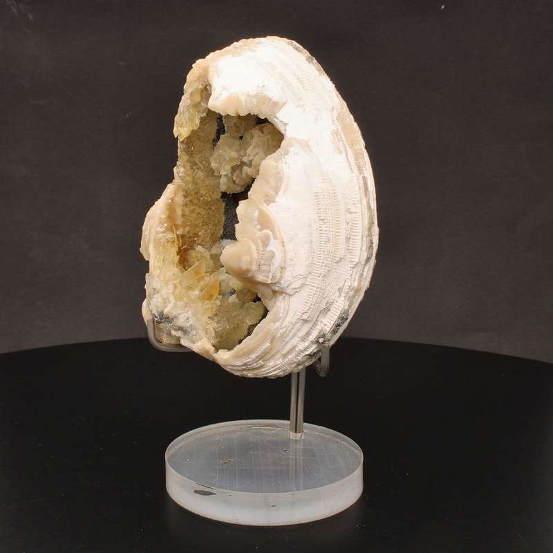 Rare Mercenaria Permagna Clam Fossil
