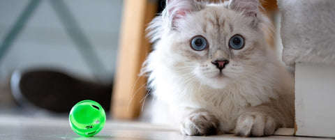 Shop cat toys online
