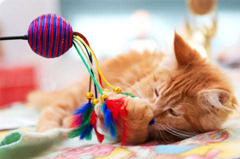 ginger cat playing with a toy