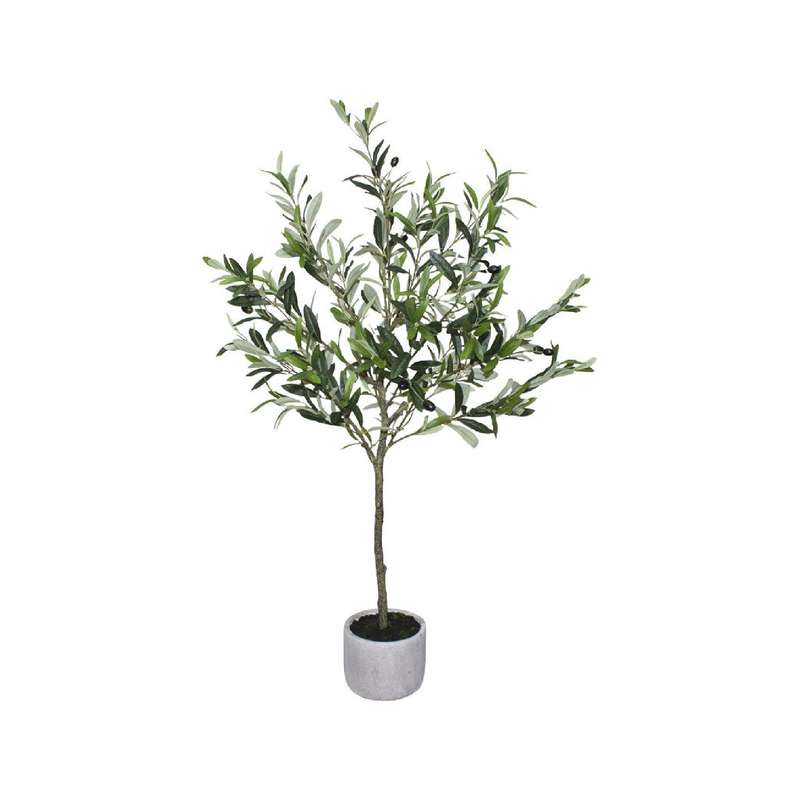 Potted Olive Tree