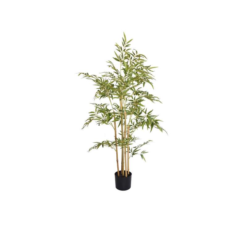 Bamboo Plant
