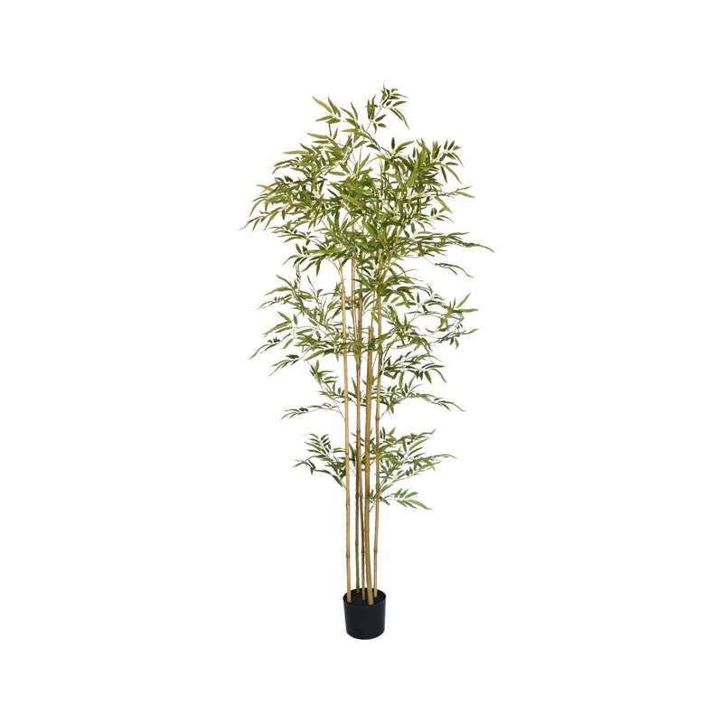 Bamboo Plant
