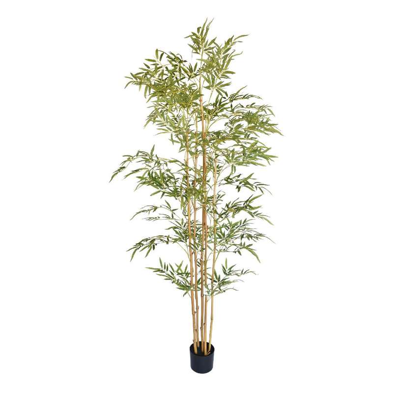 Bamboo Plant