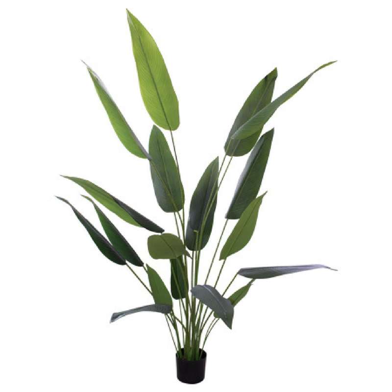 Bird of Paradise Plant 1,5m