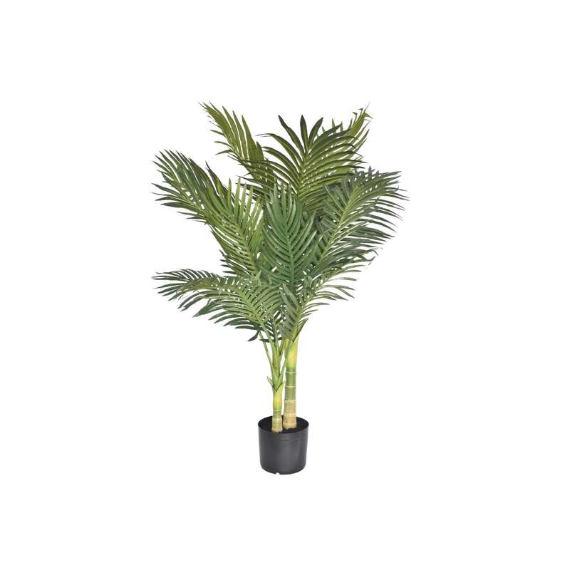 Cane Palm Tree