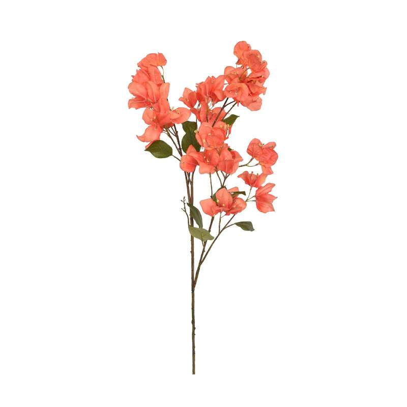 Coral Bougainvillea Stem
