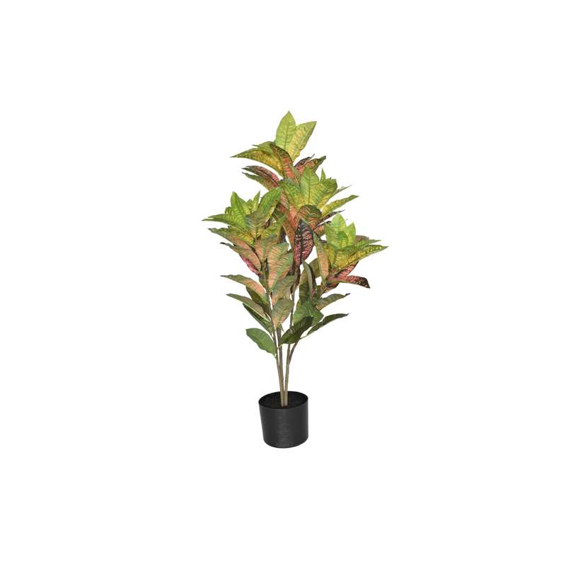 Croton Plant