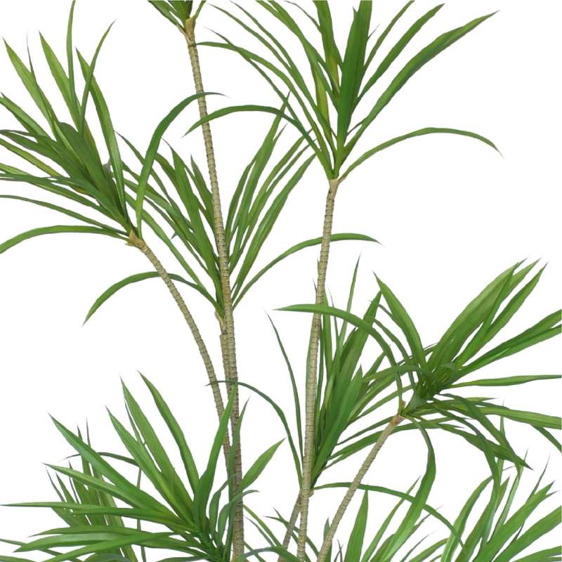 Dragon Plant