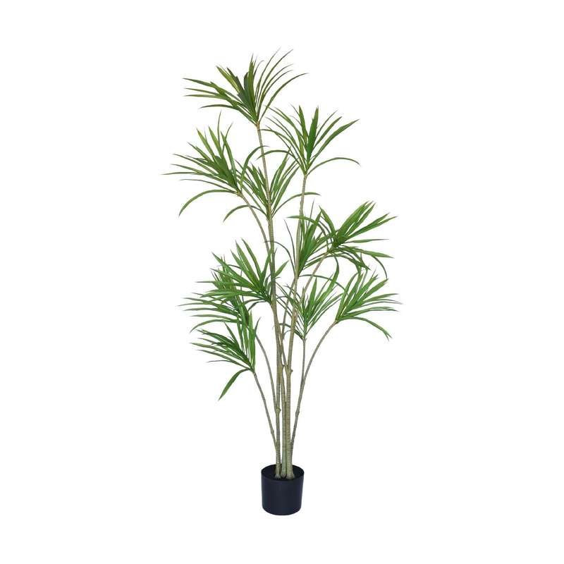 Dragon Plant