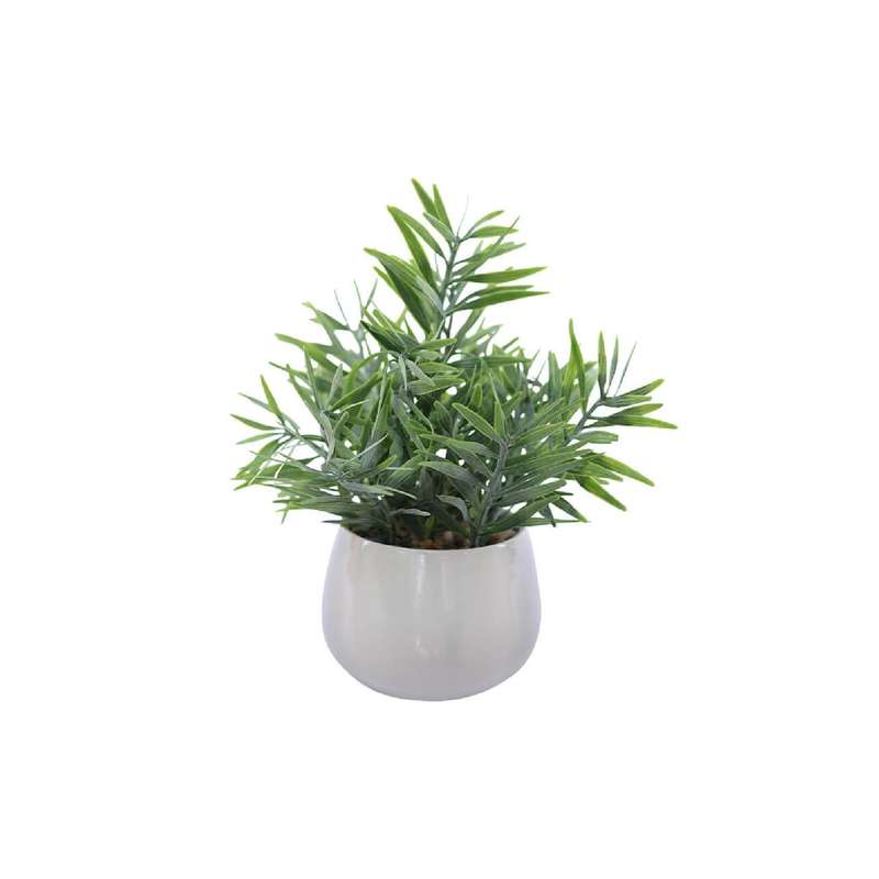Evergreen Mini Palm in White Pot