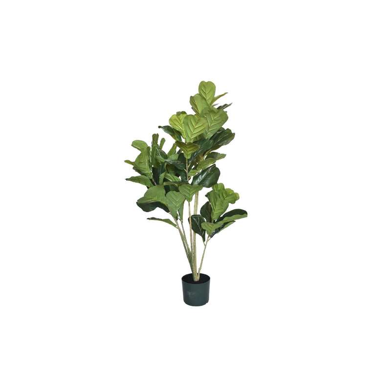 Fiddle Leaf Fig Tree