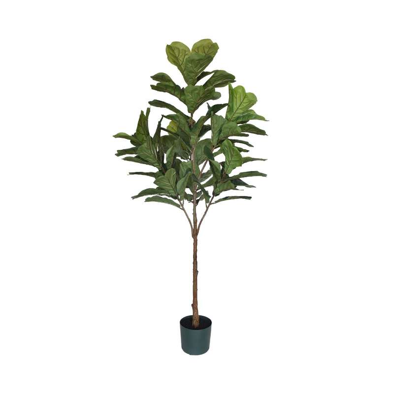 Fiddle Leaf Fig Tree
