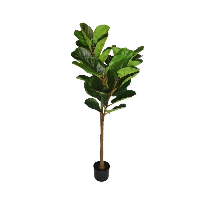 Fiddle Leaf Fig Tree