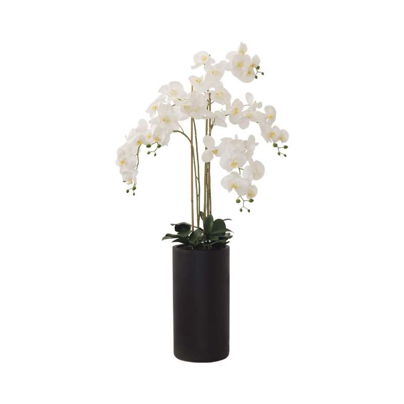 Floor-Standing White Orchid