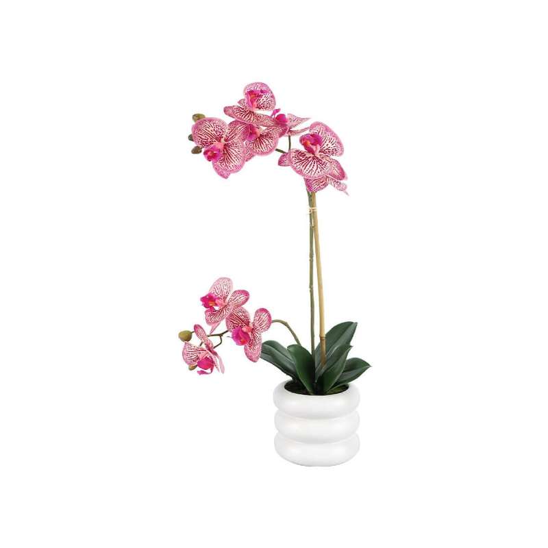Fuchsia Orchid in Rippled Pot