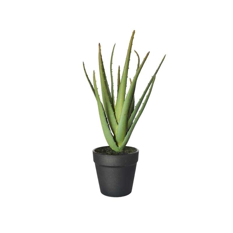 Mini Aloe Vera Plant
