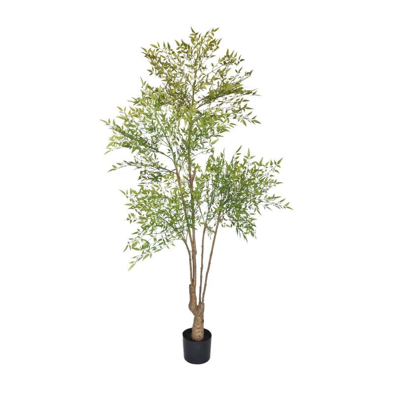 Nan Tian Bamboo Plant