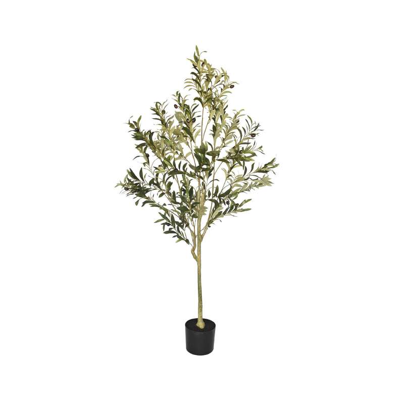 Olive Tree