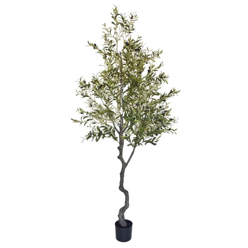 Olive Tree