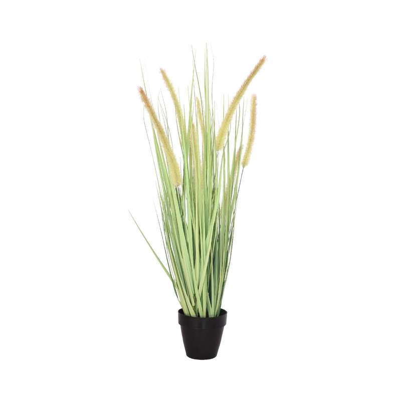 Onion Leaf Grass Plant