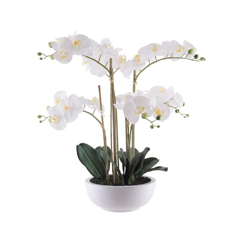 Orchid In White Ceramic Pot