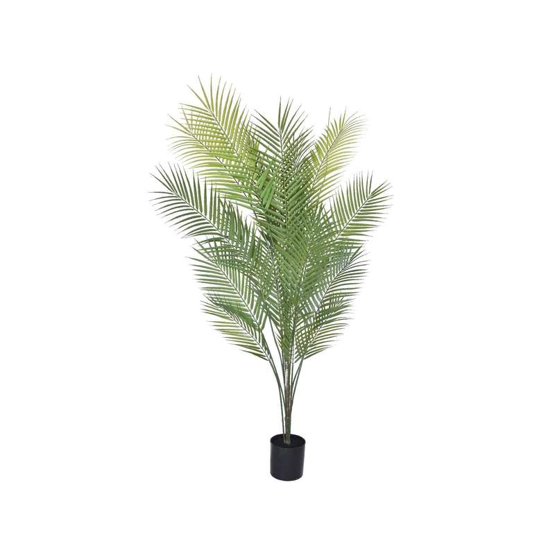 Palm Tree