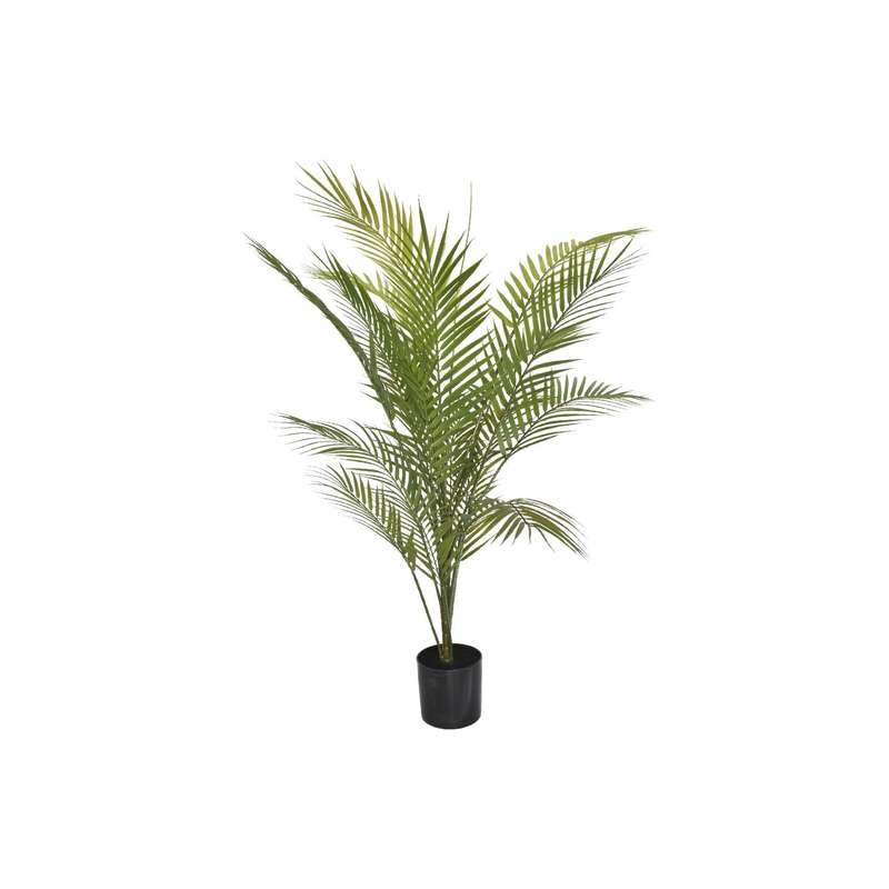 Palm Tree
