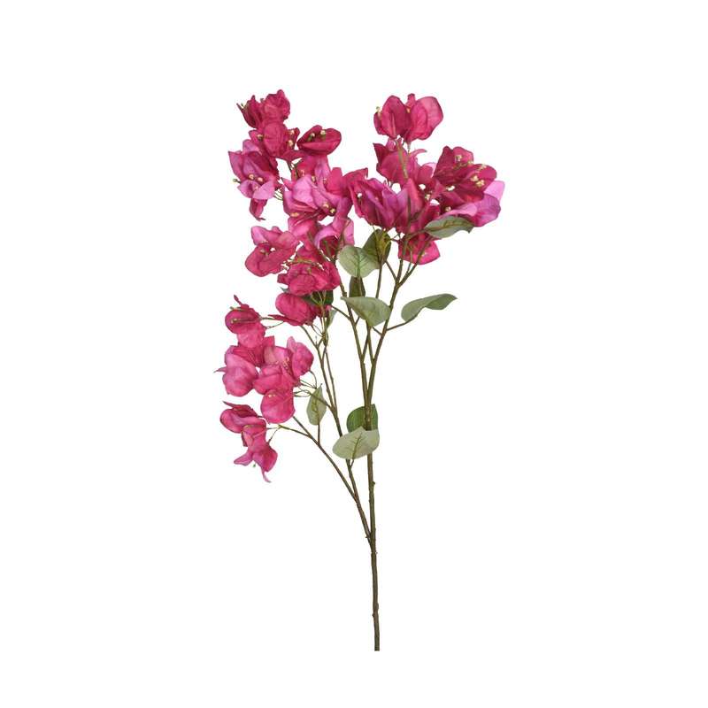 Pink Bougainvillea Stem