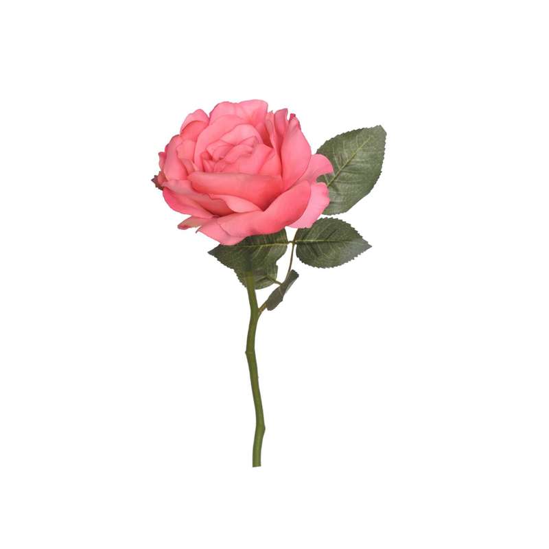 Pink Georgia Rose Stem