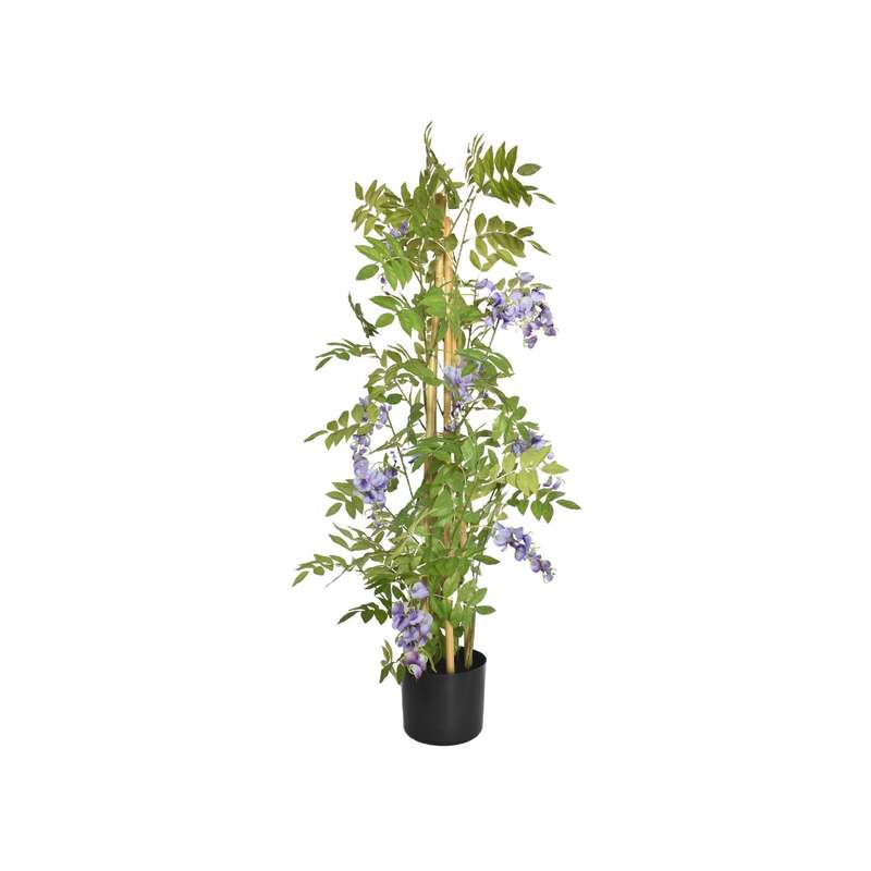 Potted Lilac Wisteria Plant