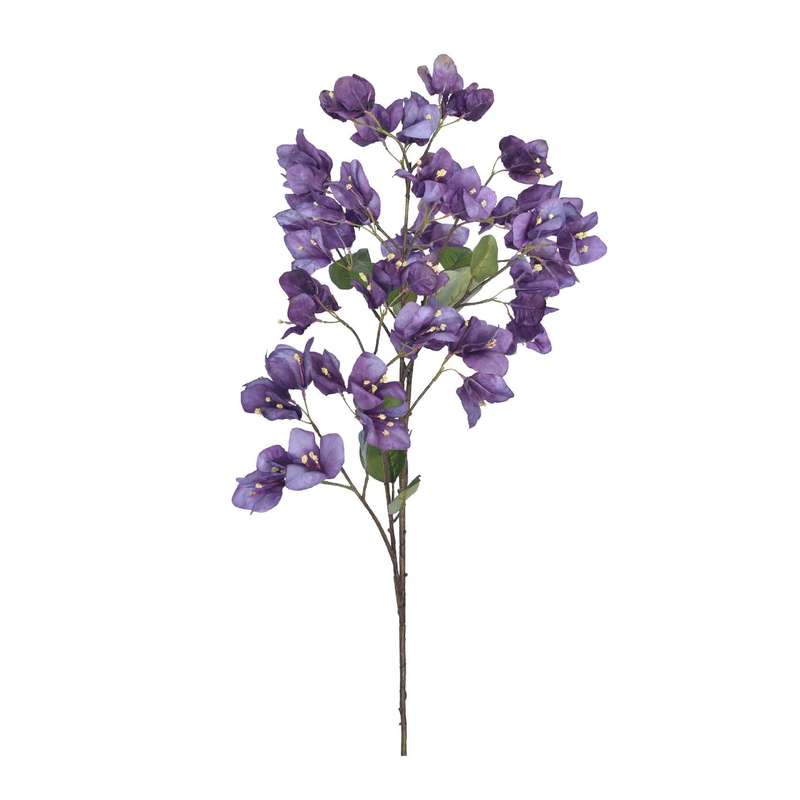 Purple Bougainvillea Stem