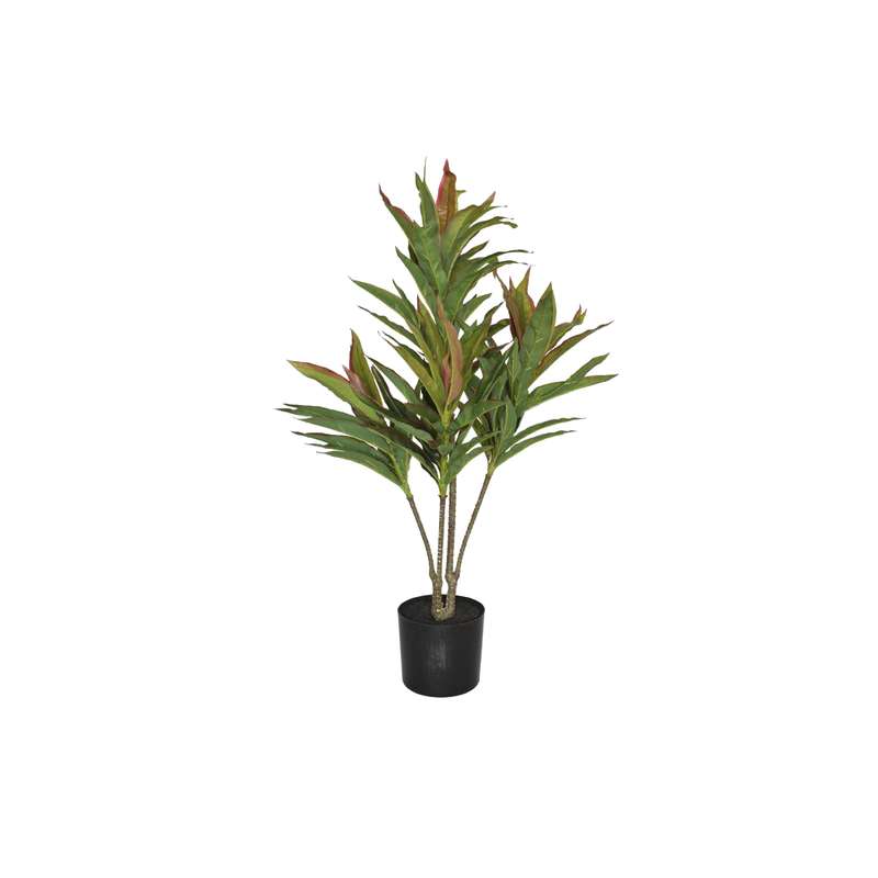 Red-Edge Dracaena Plant