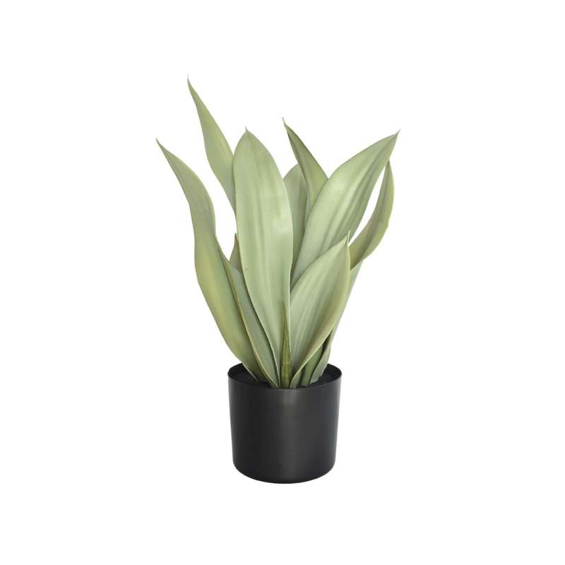Sansevieria Plant