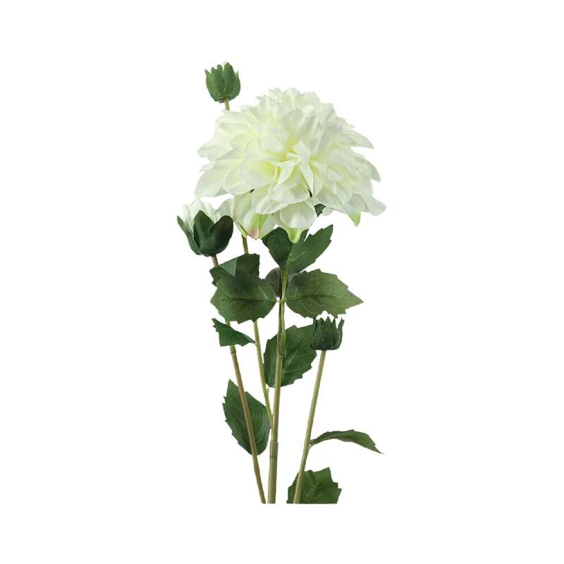 White Dahlia Stem