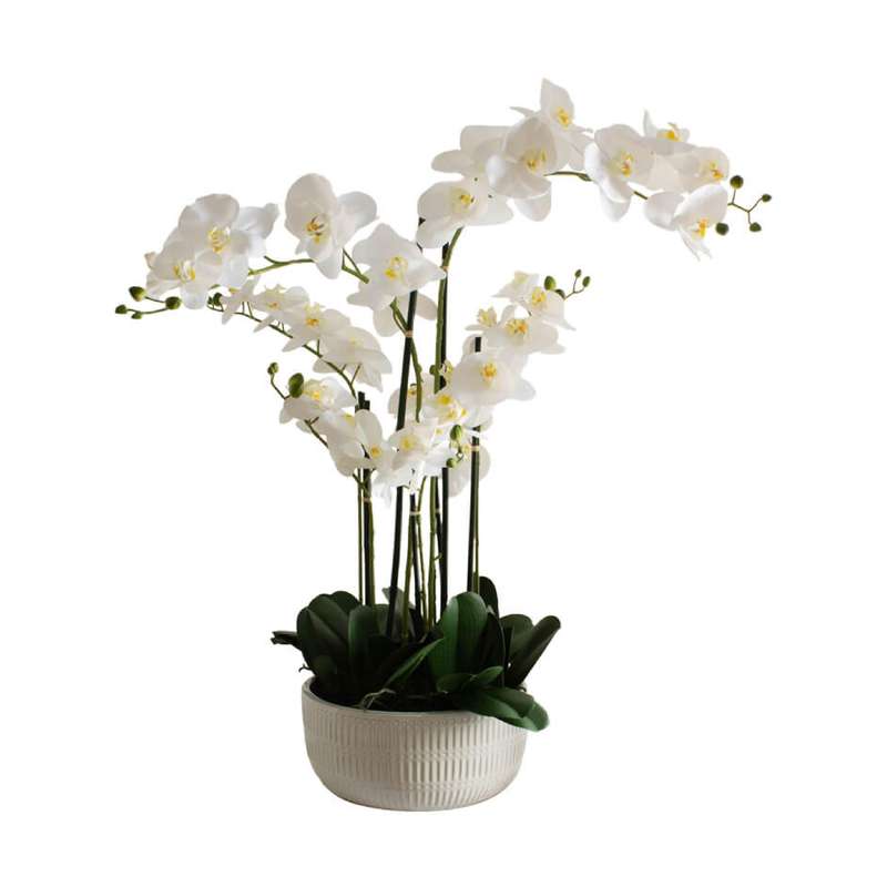 White Orchid in Beige Ceramic Pot 85cm