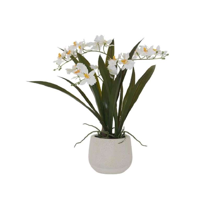 Potted White Oncidium Orchid