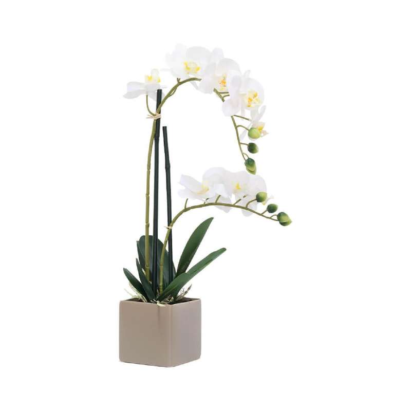 White Potted Orchid in Taupe Pot