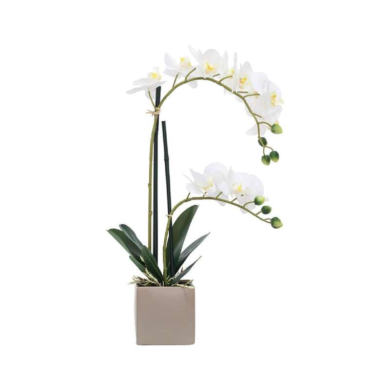 White Potted Orchid in Taupe Pot