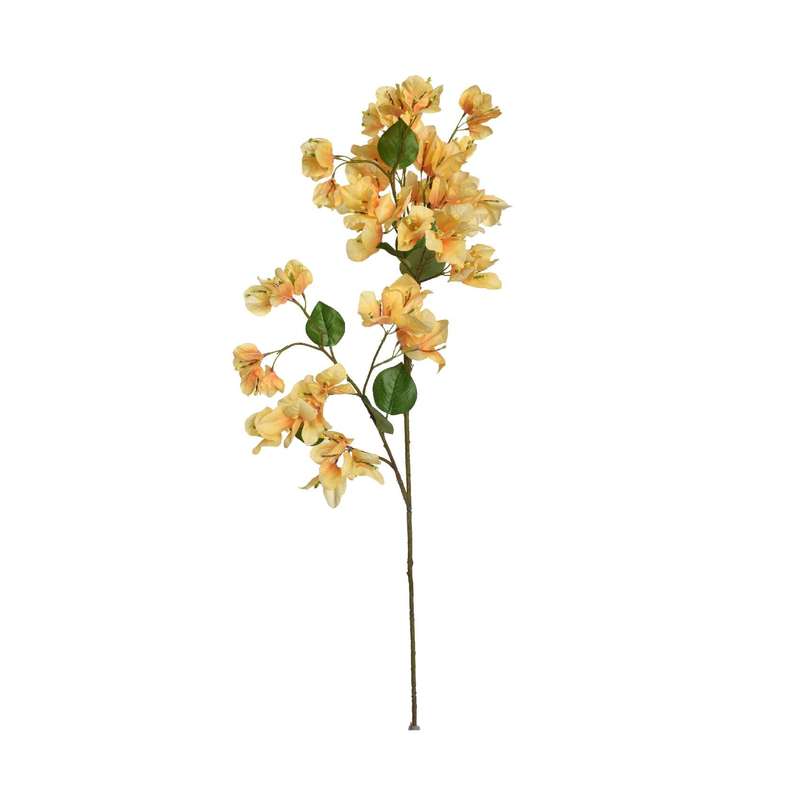Yellow Bougainvillea Stem