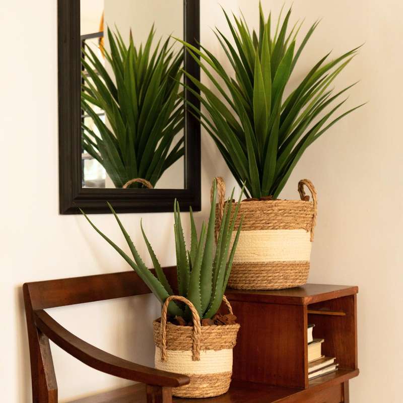 Yucca Plant