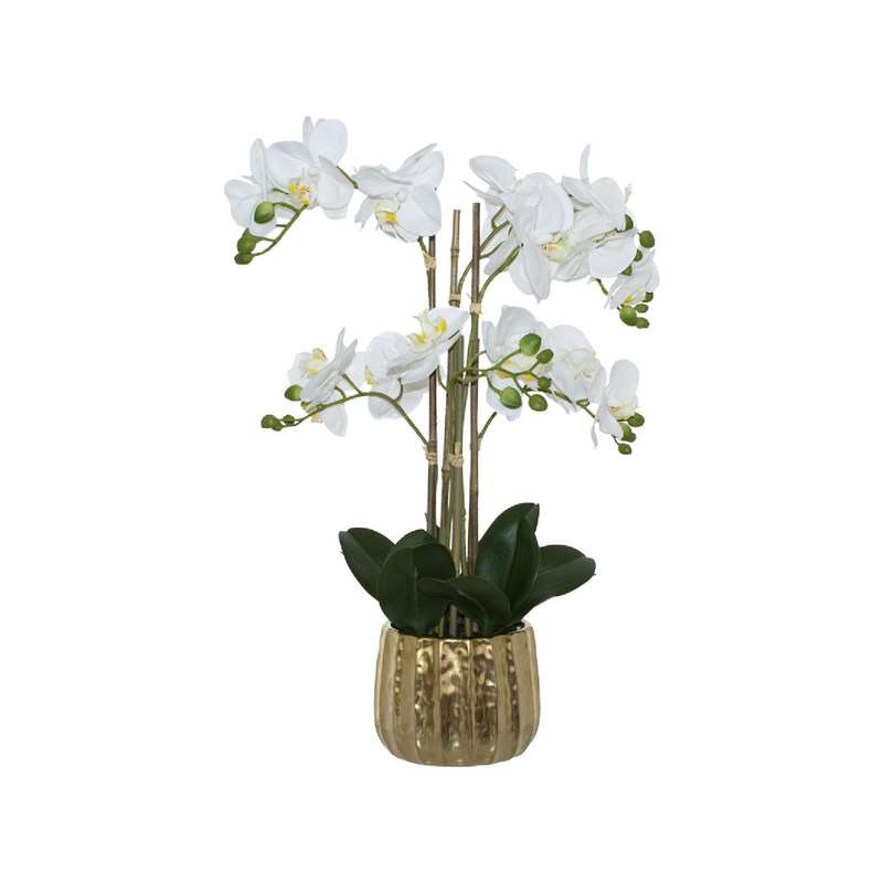 Orchid in Decorative Gold Pot