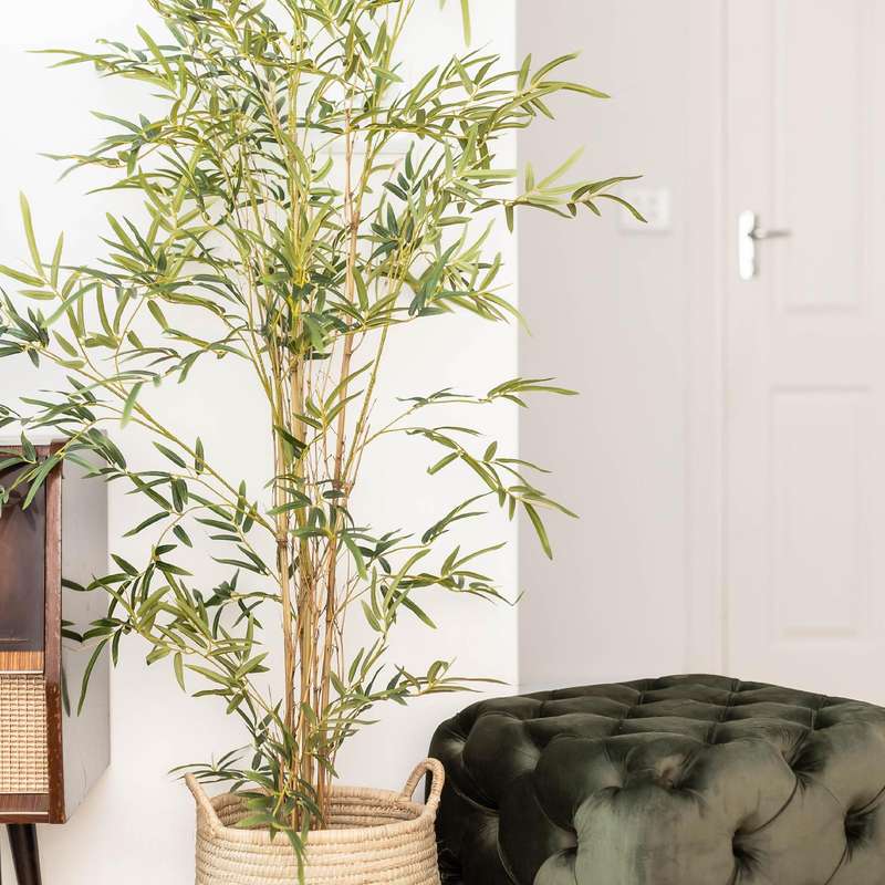 Bamboo Plant