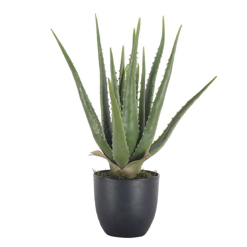 Aloe Vera Plant