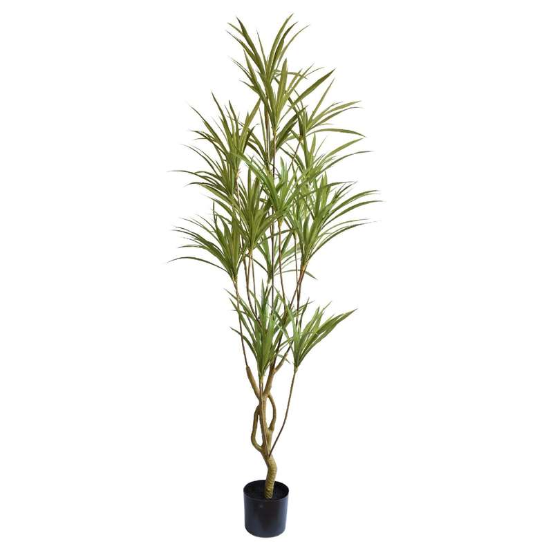 Dracaena Plant