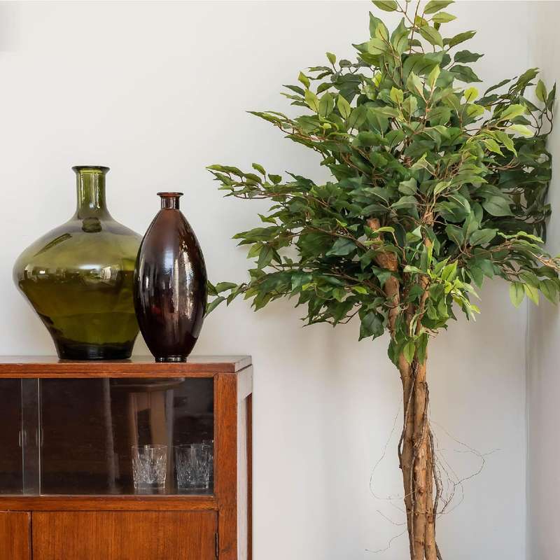 Ficus Tree with Twisted Stems