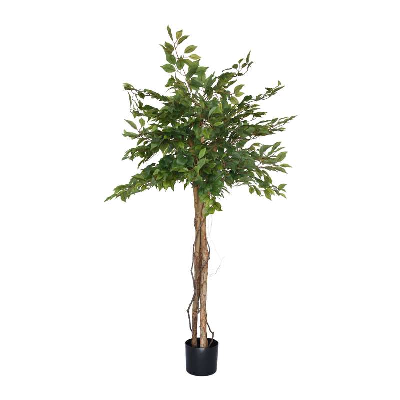 Ficus Tree with Twisted Stems