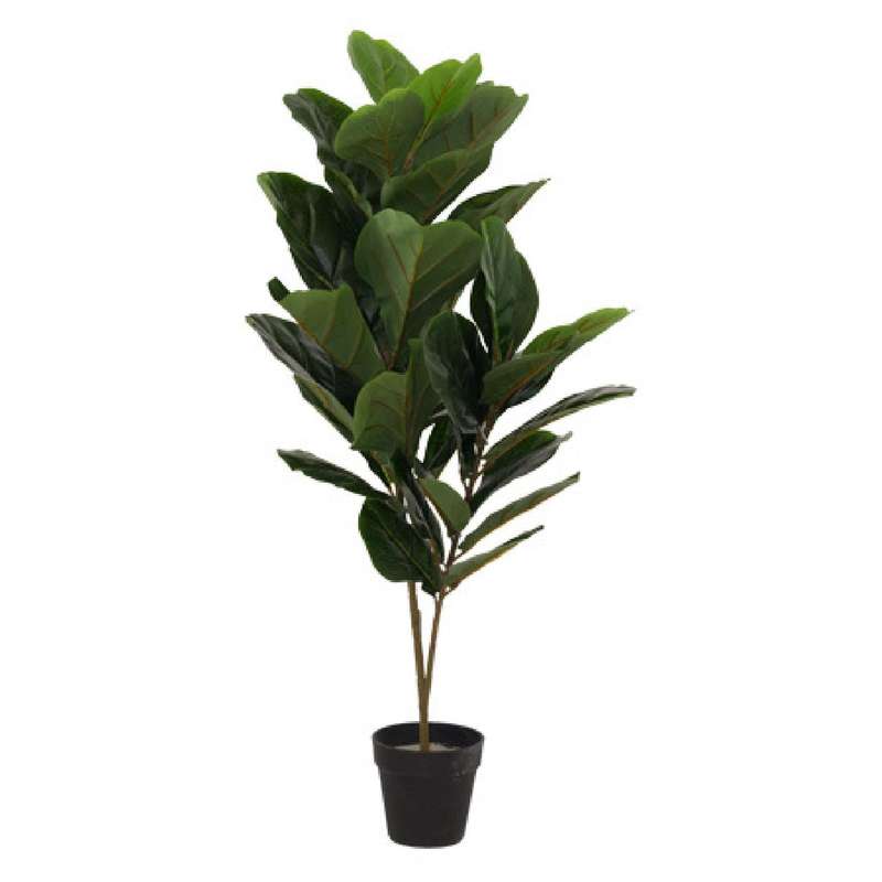 Fiddle Leaf Tree