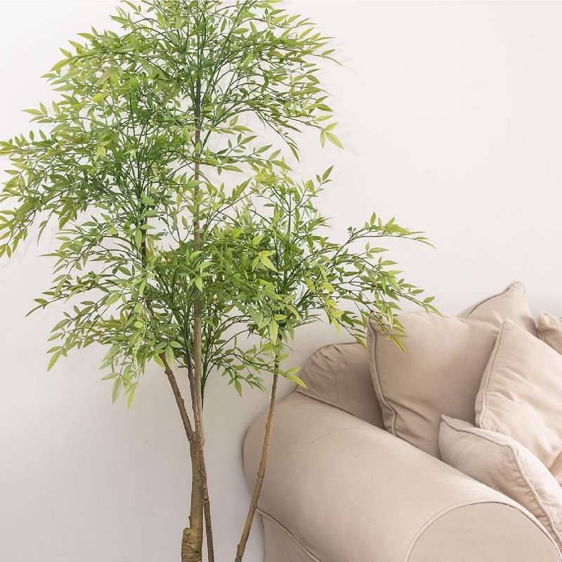 Nan Tian Bamboo Plant