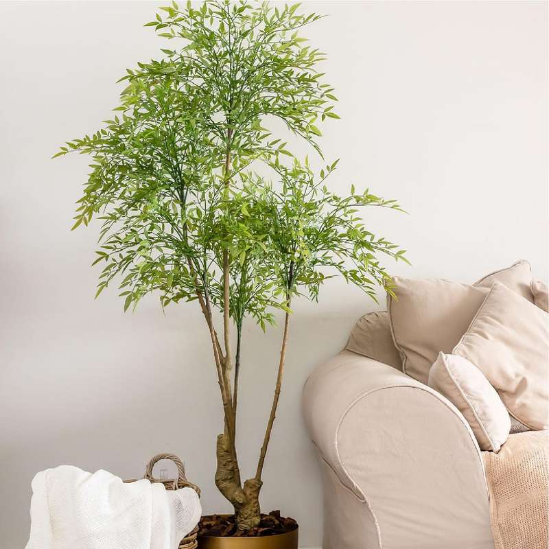 Nan Tian Bamboo Plant